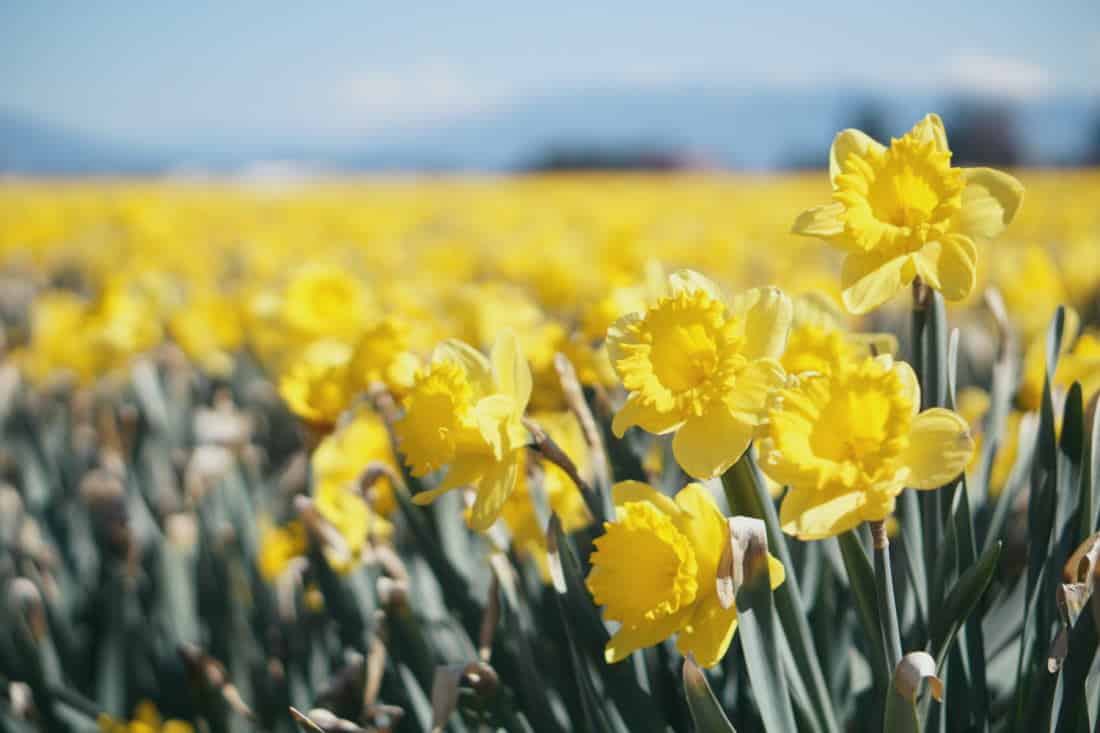 daffodils poem by william wordsworth meaning