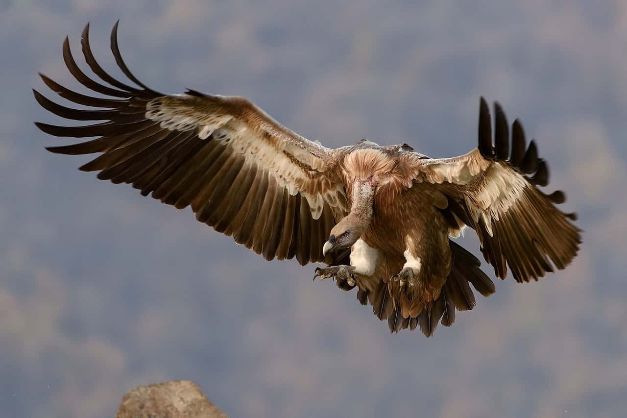 Vultures 