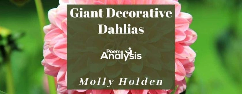 Giant Decorative Dahlias by Molly Holden