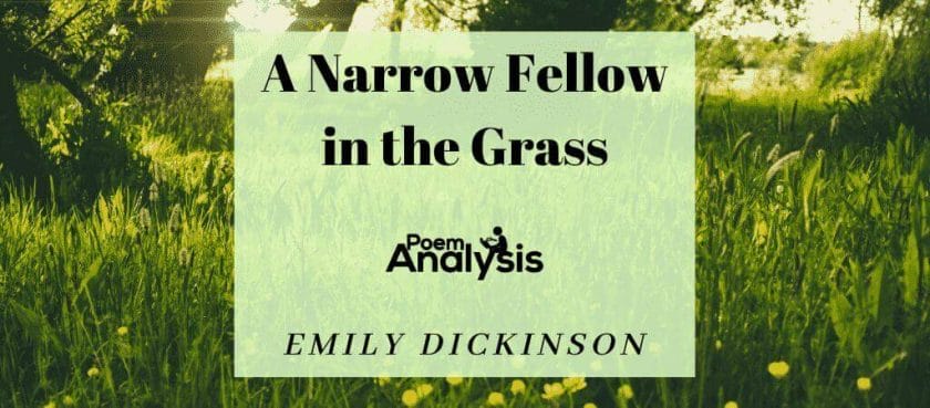 a narrow fellow in the grass stanza analysis