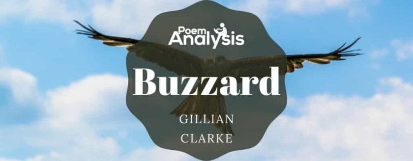 Buzzard by Gillian Clarke