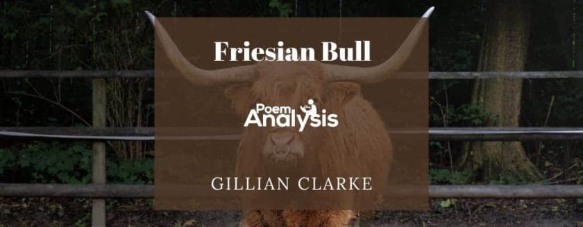 Friesian Bull by Gillian Clarke