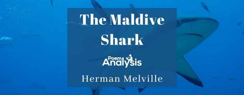 The Maldive Shark by Herman Melville