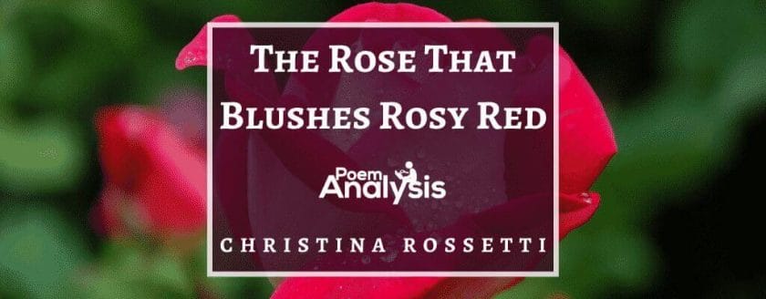 The Rose That Blushes Rosy Red by Christina Rossetti