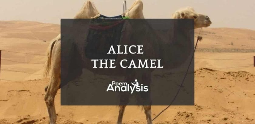 Alice the Camel Nursery Rhyme