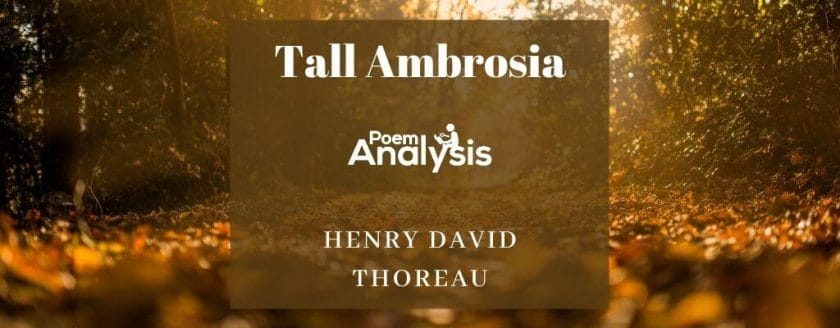 Tall Ambrosia by Henry David Thoreau
