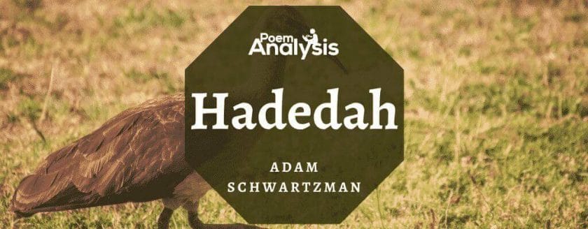 Hadedah by Adam Schwartzman