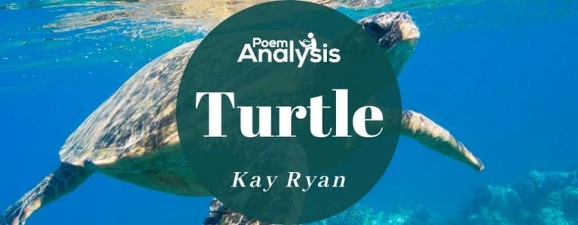 Turtle by Kay Ryan