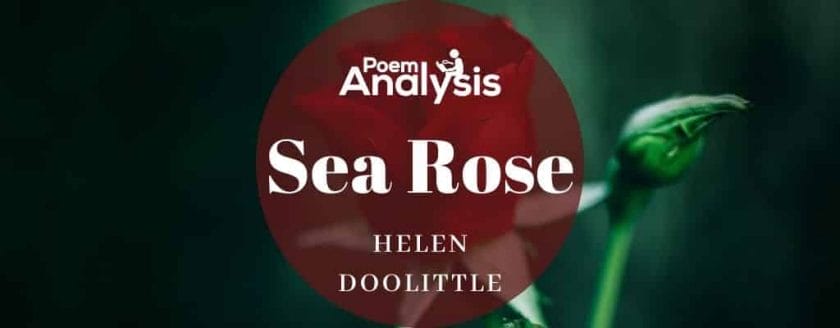 Sea Rose by Helen Doolittle