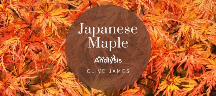 Japanese Maple by Clive James