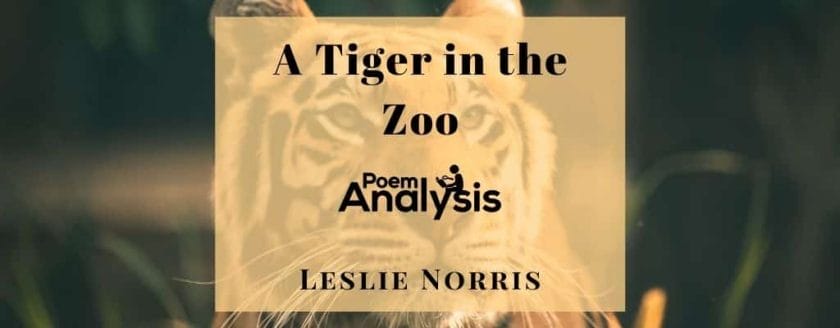 A Tiger in the Zoo by Leslie Norris