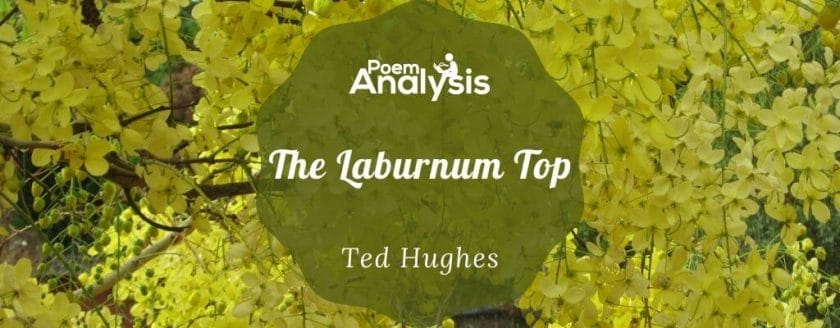 The Laburnum Top by Ted Hughes