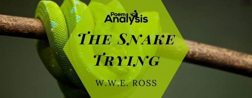 The Snake Trying by W.W.E. Ross