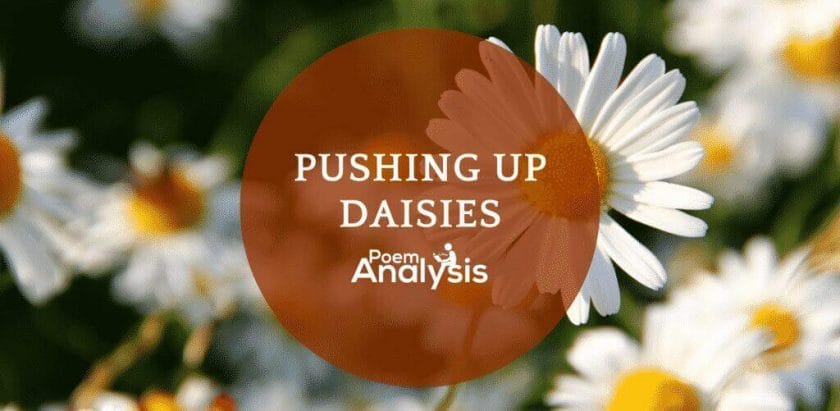 Pushing up daisies - meaning and origin
