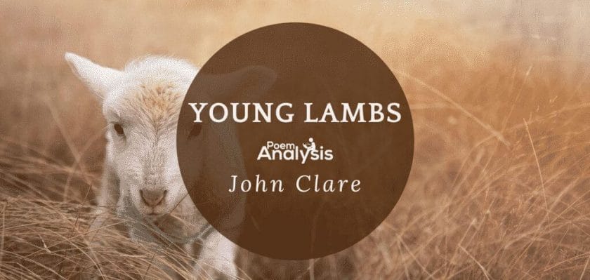 Young Lambs by John Clare