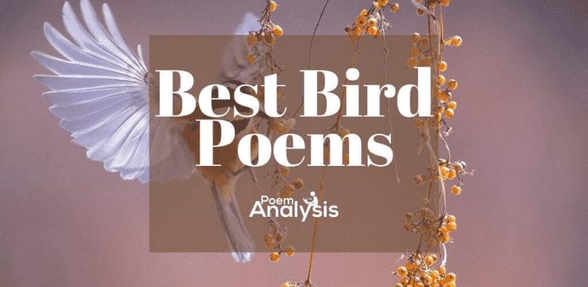 Best Poems about Birds