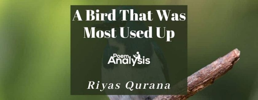 A Bird That Was Most Used Up by Riyas Qurana
