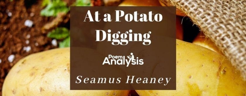 At a Potato Digging by Seamus Heaney
