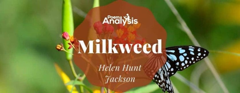Milkweed by Helen Hunt Jackson