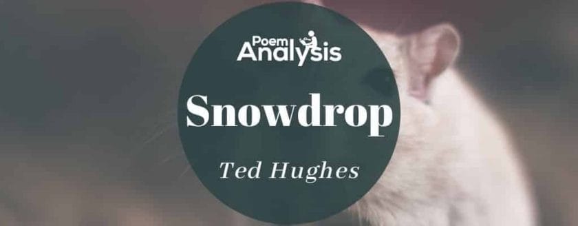 Snowdrop by Ted Hughes