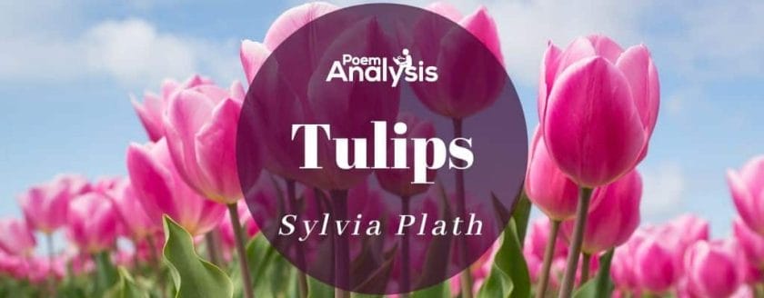 Tulips by Sylvia Plath