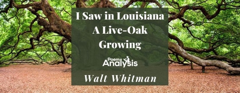 I Saw in Louisiana A Live-Oak Growing by Walt Whitman