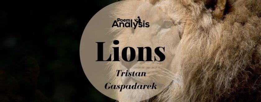 Lions by Tristan Gaspadarek