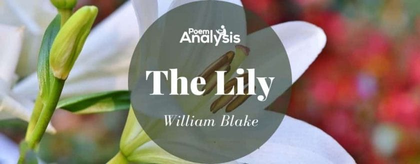 The Lily by William Blake