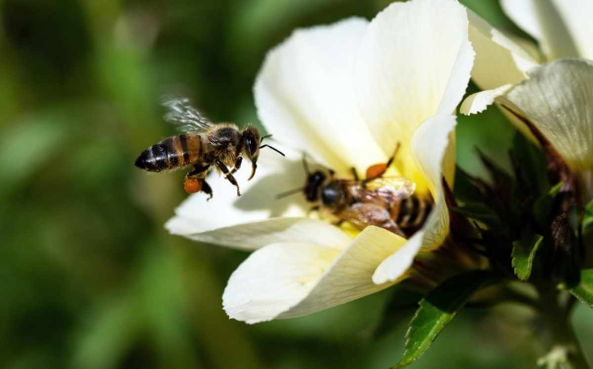 Bees by Carol Ann Duffy