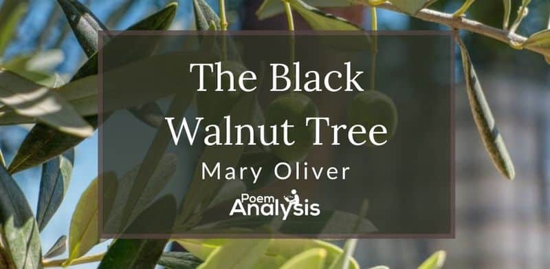 The Black Walnut Tree