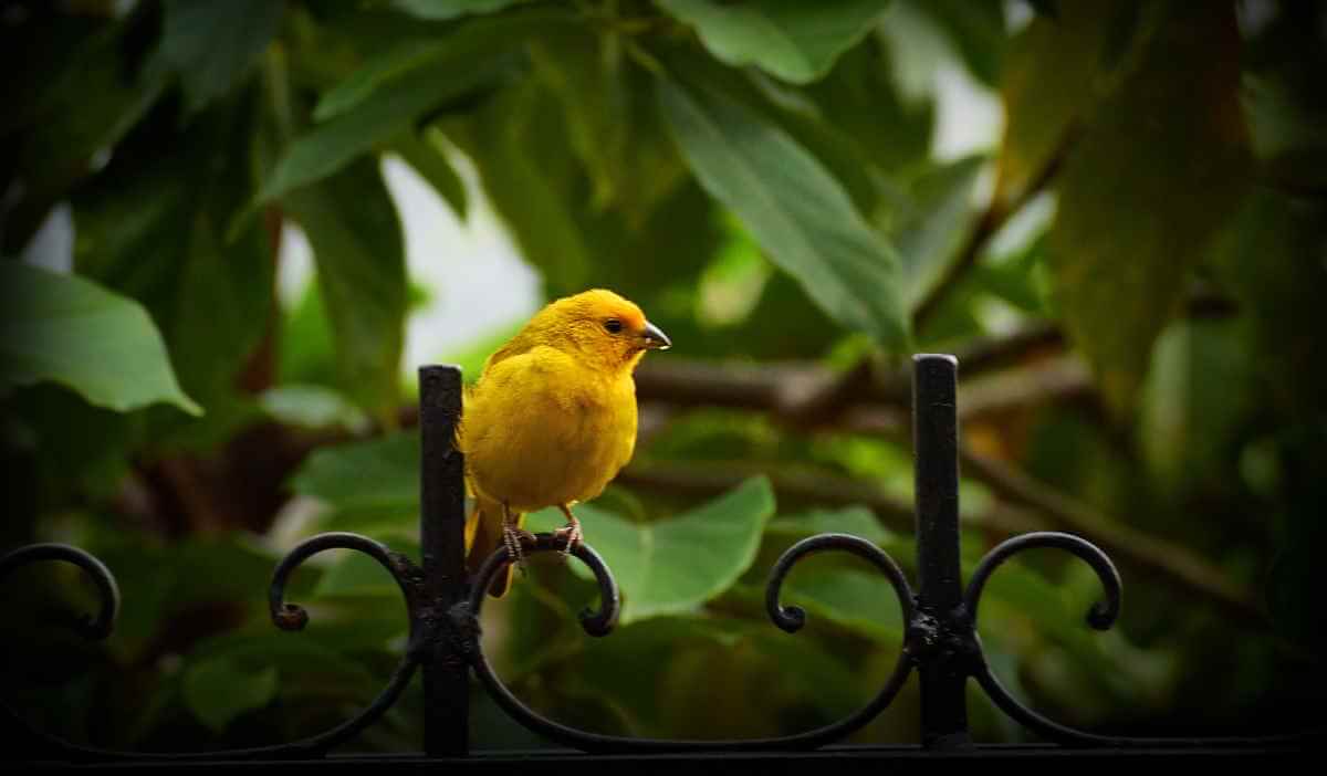 Canary by Rita Dove