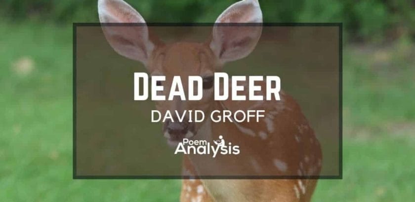 Dead Deer by David Groff