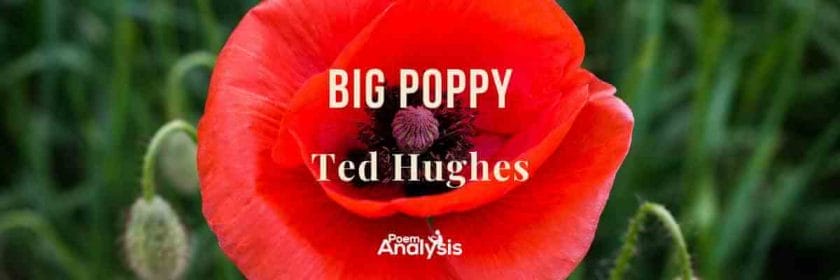 Big Poppy by Ted Hughes