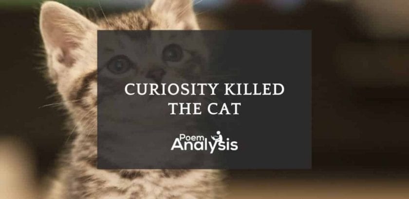 Curiosity killed the cat meaning