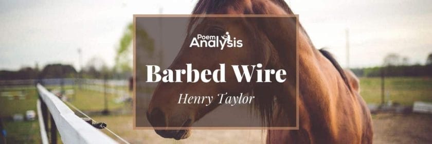 Barbed Wire by Henry Taylor