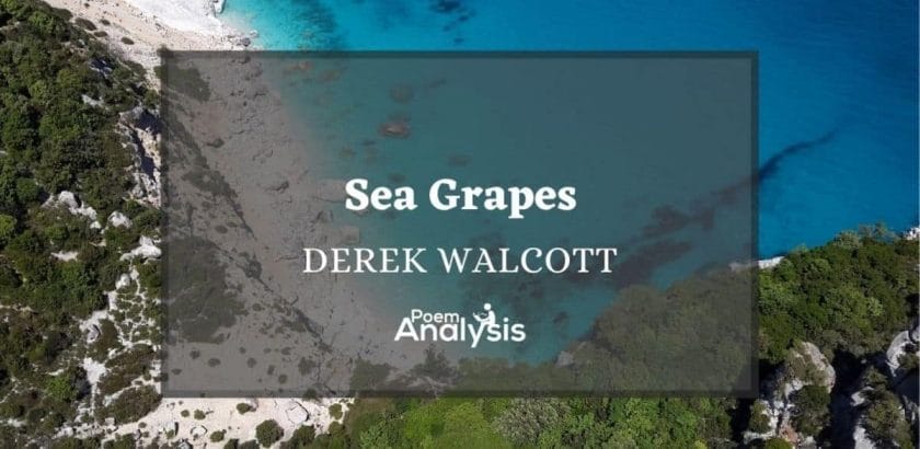 Sea Grapes by Derek Walcott