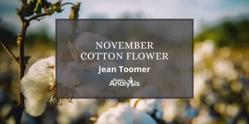 November Cotton Flower by Jean Toomer