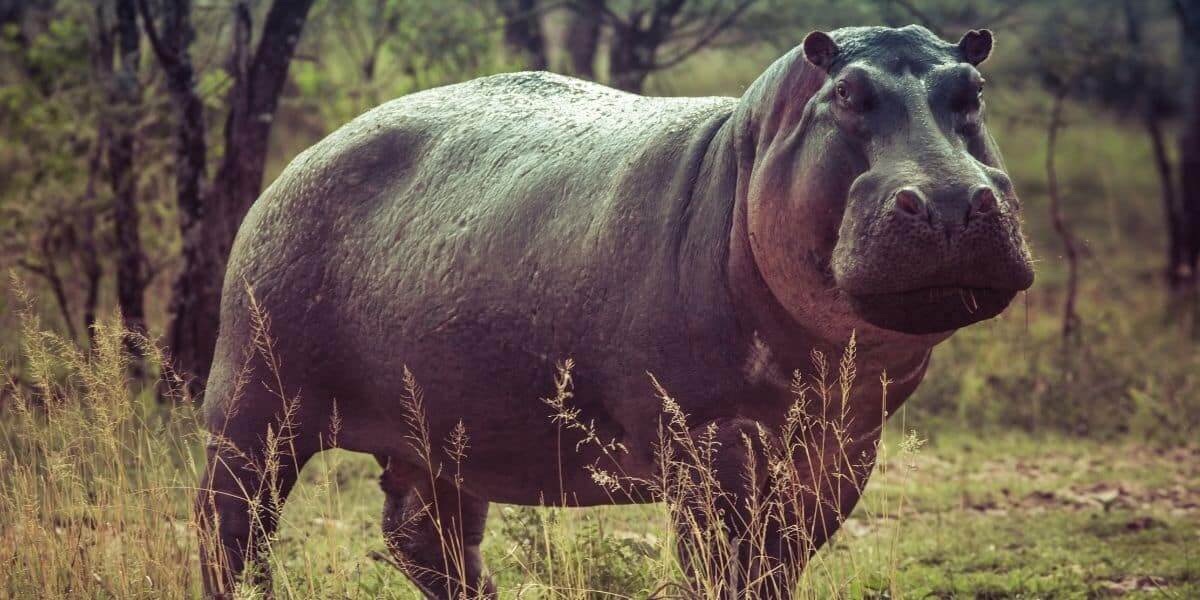 The Hippopotamus 