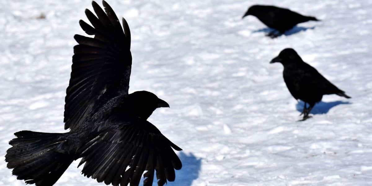 The Three Ravens (English Folk Ballad)