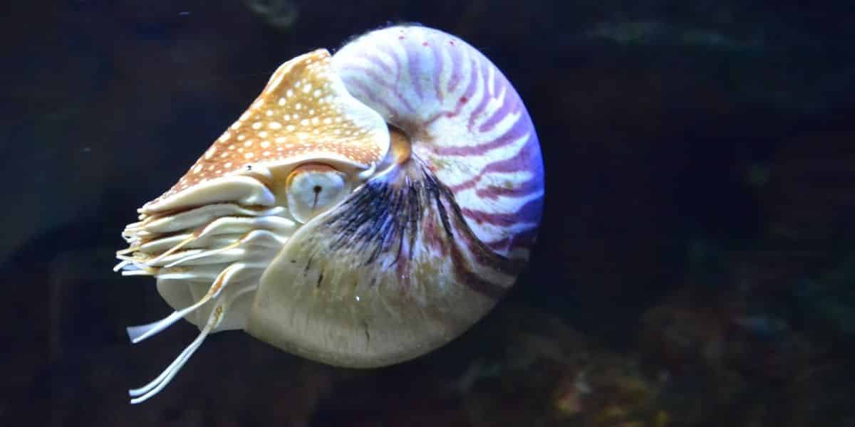 The Chambered Nautilus 