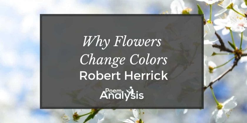 Why Flowers Change Color by Robert Herrick