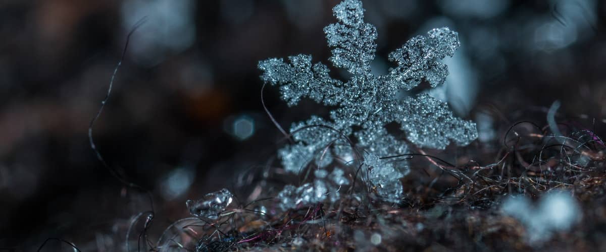Snowflake by William Baer