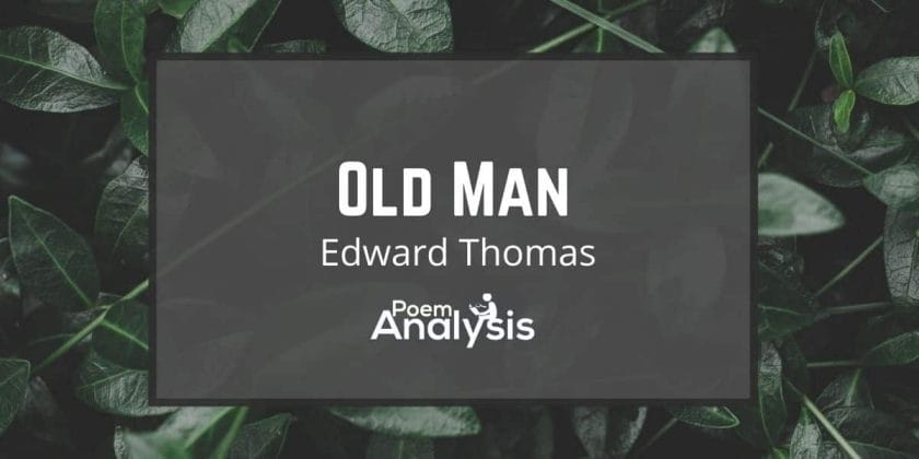 Old Man by Edward Thomas