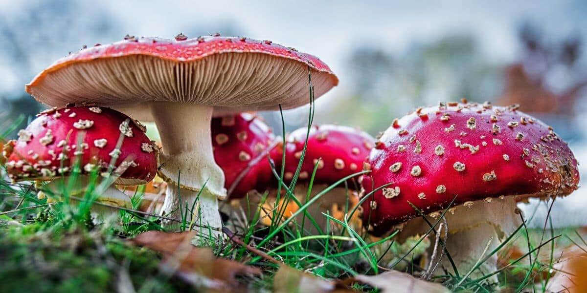 The Mushroom is the Elf of Plants- by Emily Dickinson