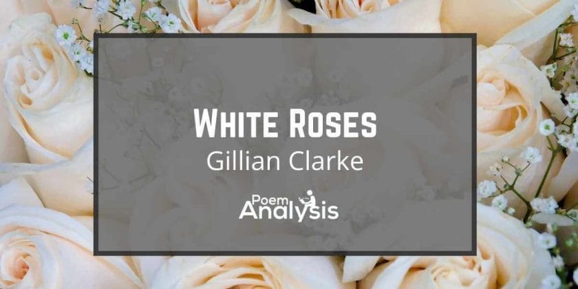 White Roses by Gillian Clarke