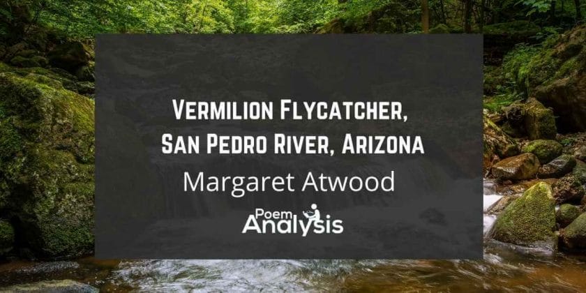 Vermilion Flycatcher, San Pedro River, Arizona by Margaret Atwood
